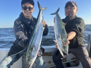 サゴシ(サワラ)