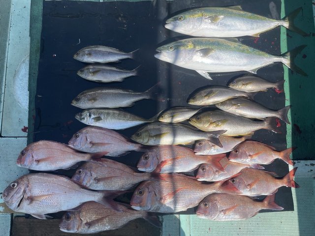 マダイ・マアジ・メジロ(ブリ)・イサキ