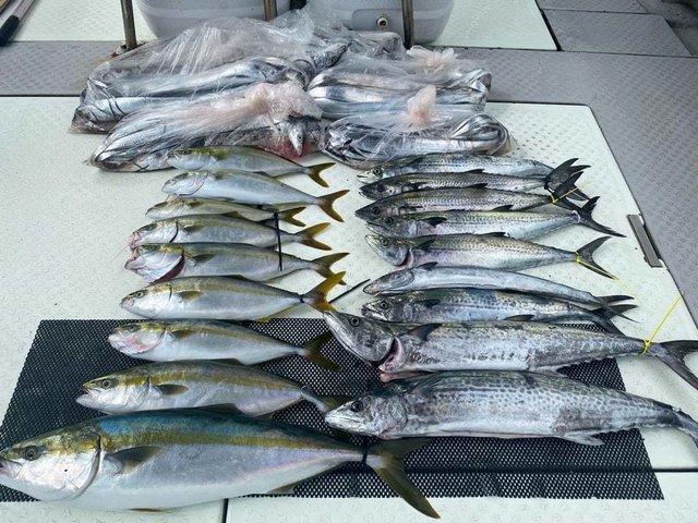 ツバス(ブリ)・ハマチ(ブリ)・メジロ(ブリ)・サワラ・サゴシ(サワラ)・タチ(タチウオ)