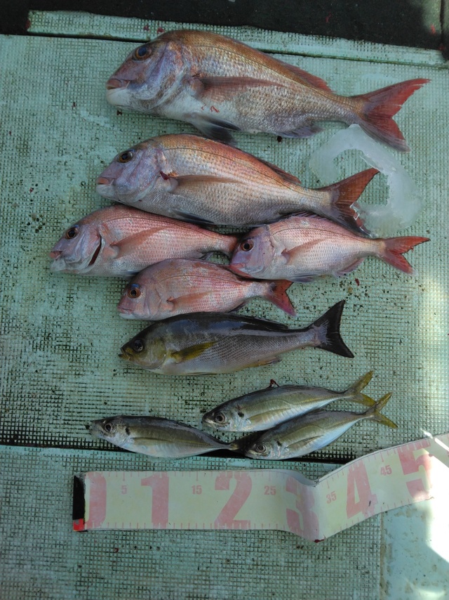 マダイ・マアジ・イサギ(イサキ)