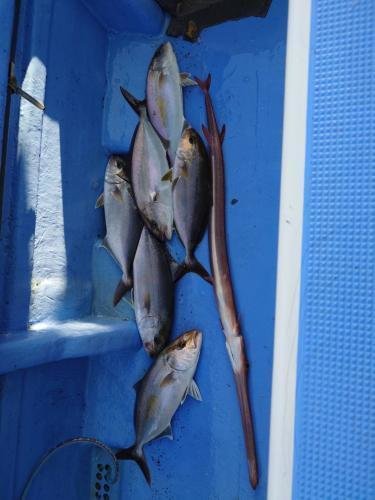 カンパチ・アカヤガラ