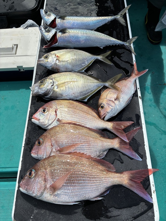 マダイ・チダイ・カイワリ