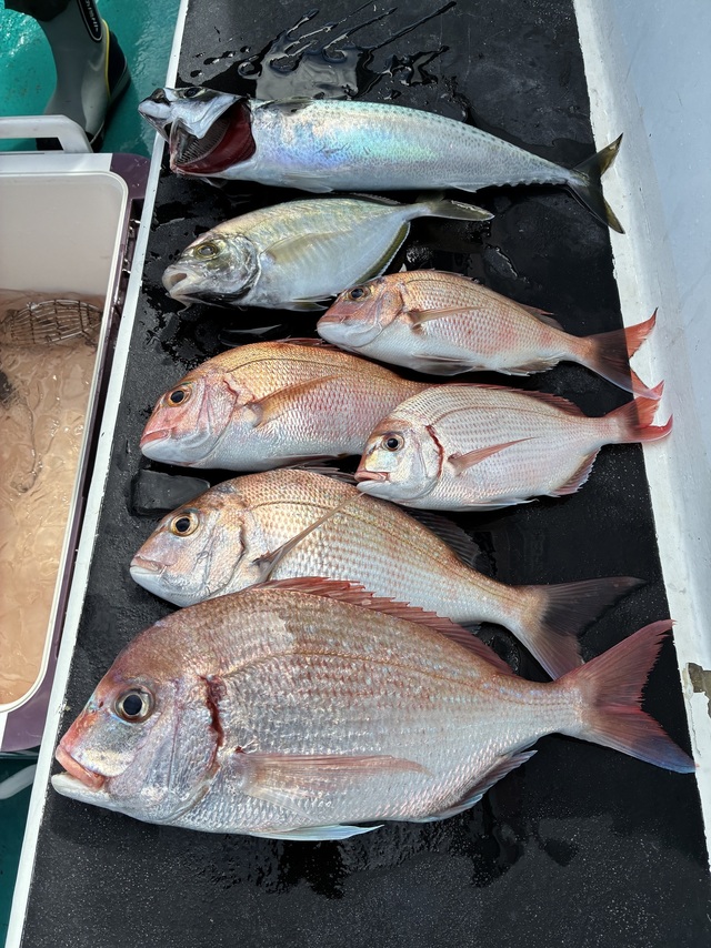 マダイ・チダイ・カイワリ