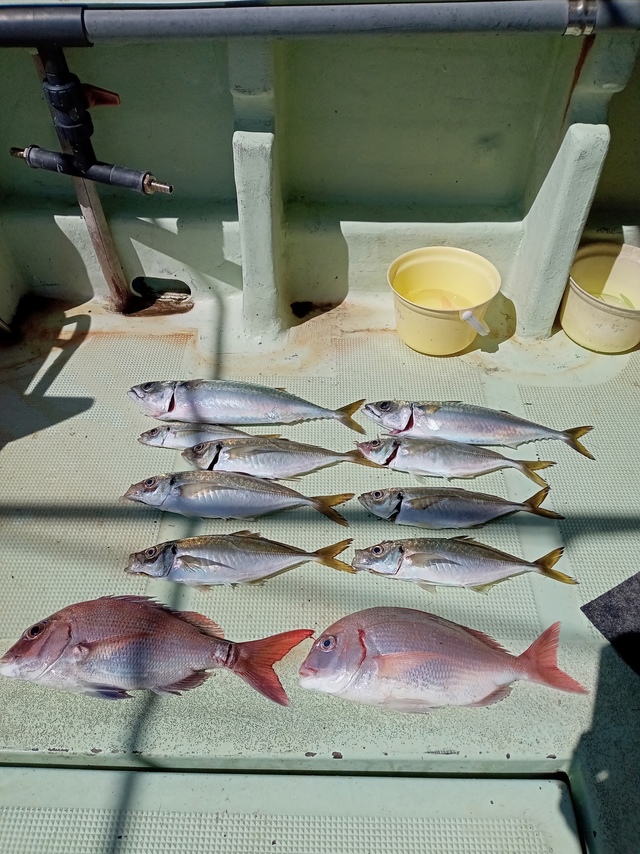 マダイ・チダイ・マアジ・サバ(マサバ)