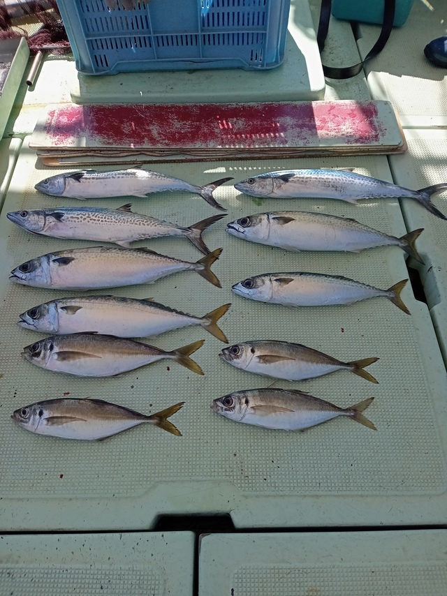 マアジ・サバ(マサバ)