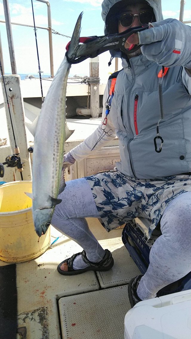 サゴシ(サワラ)