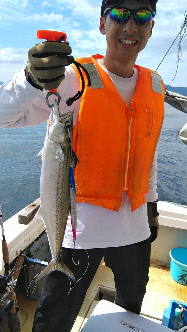 サゴシ(サワラ)