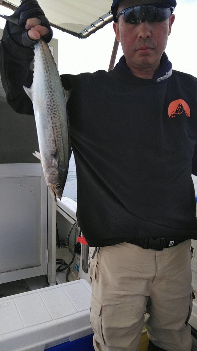 サゴシ(サワラ)