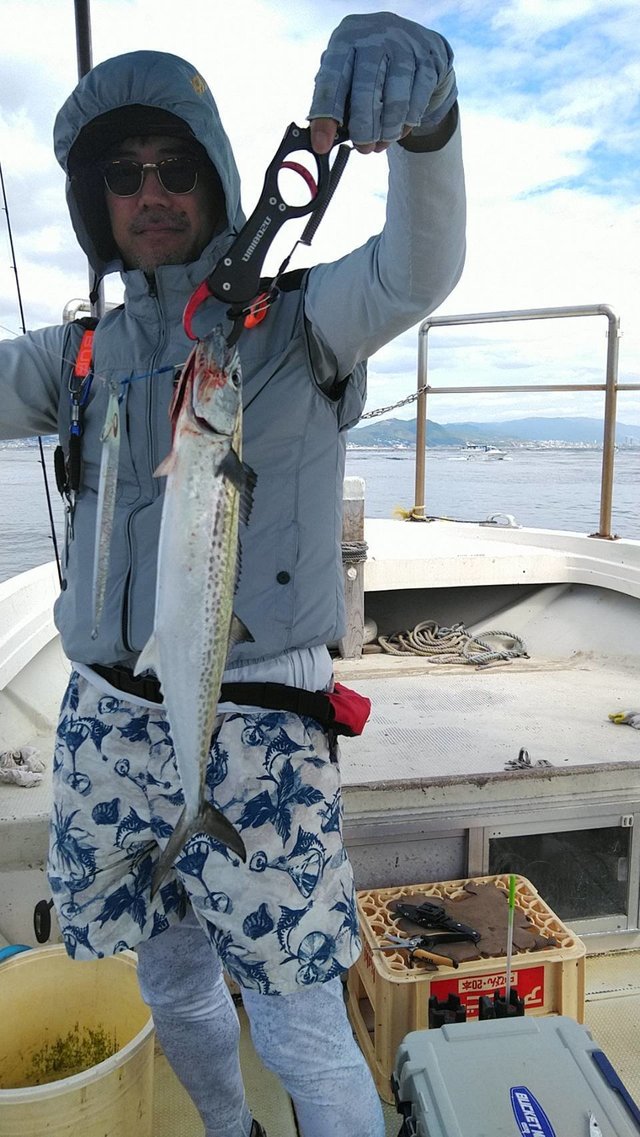 サゴシ(サワラ)