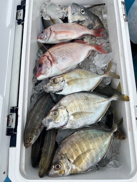 ハナダイ(チダイ)・カイワリ