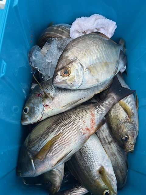 カイワリ・イサキ