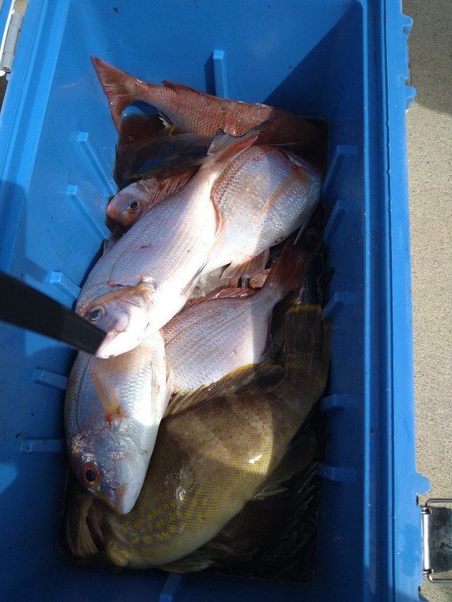 マダイ・ウマヅラ(ウマヅラハギ)