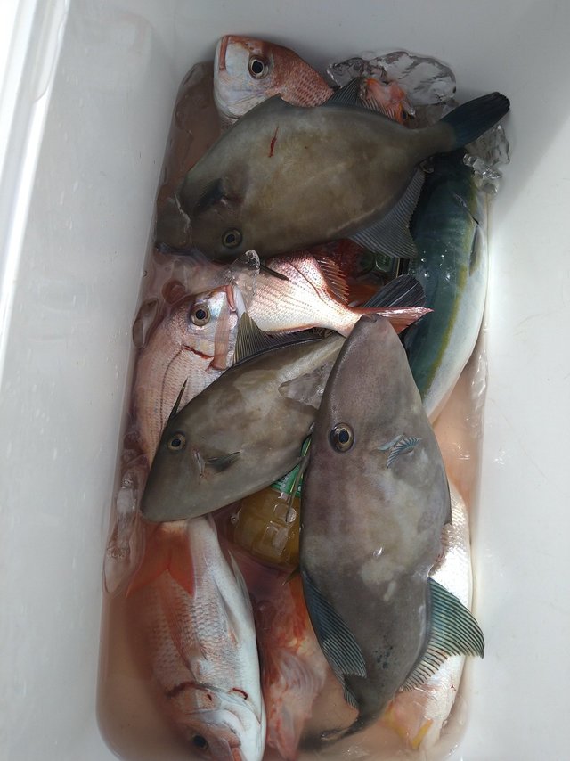 マダイ・ウマヅラ(ウマヅラハギ)