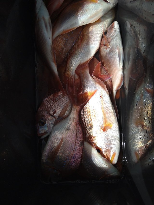 マダイ・レンコ(キダイ)・チダイ