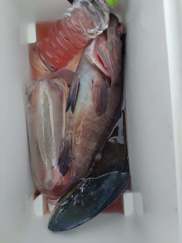 マハタ・シイラ