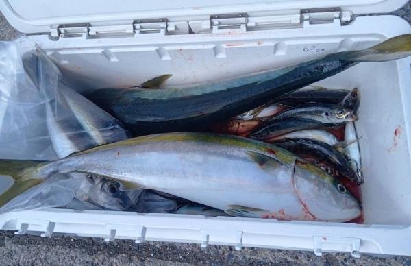 アジ(マアジ)・ワラサ(ブリ)