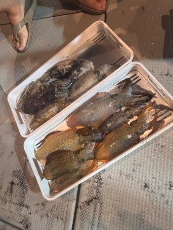 アオリイカ・コウイカ