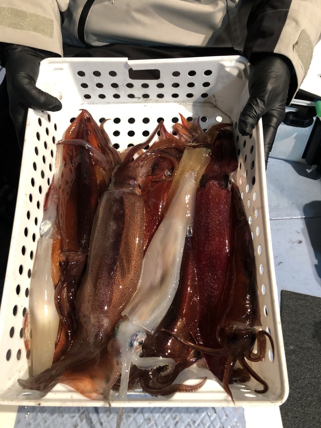 マルイカ(ケンサキイカ)