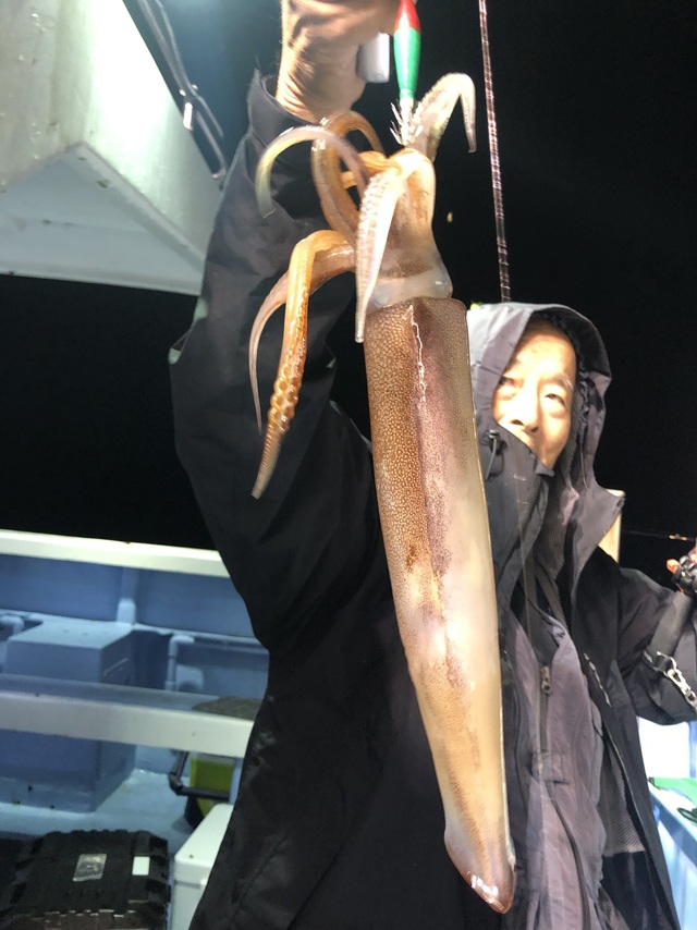 マルイカ(ケンサキイカ)