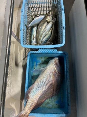 マダイ・アジ(マアジ)