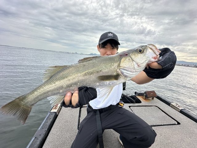 シーバス(スズキ)