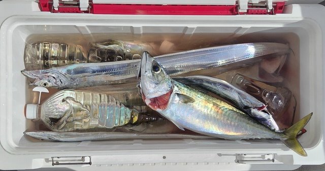 マアジ・タチウオ