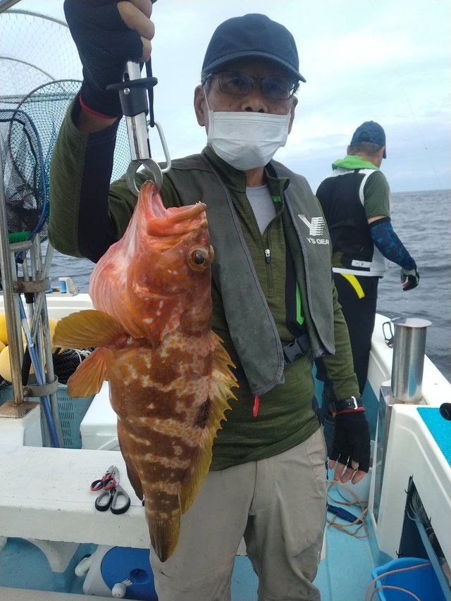 アコウ(キジハタ)