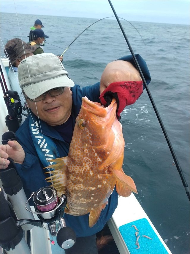 アコウ(キジハタ)