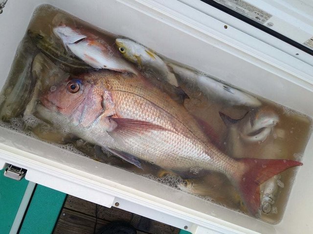 マダイ・イサキ