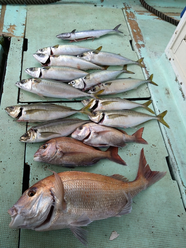 タイ(マダイ)・アジ(マアジ)・サバ(マサバ)・サゴシ(サワラ)