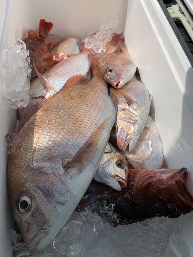 マダイ・ハナダイ(チダイ)