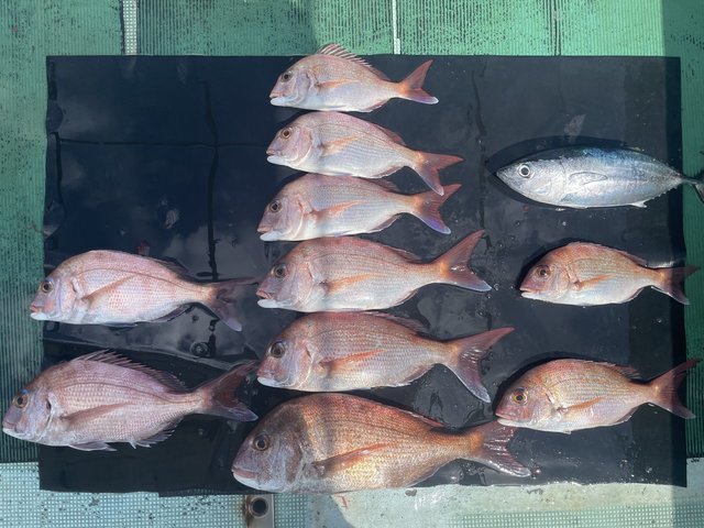 マダイ・シビ(クロマグロ)