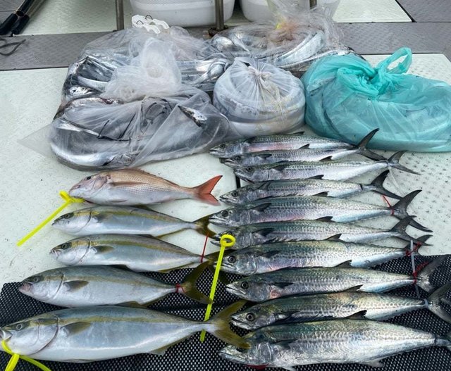 ツバス(ブリ)・ハマチ(ブリ)・サゴシ(サワラ)・タチウオ