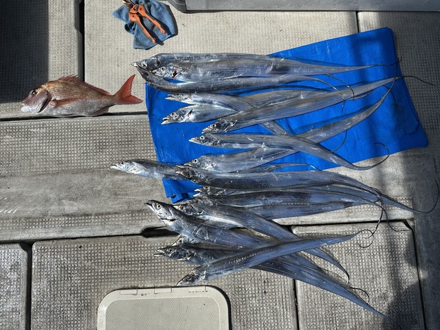 マダイ・タチウオ