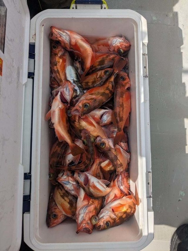 ウッカリカサゴ