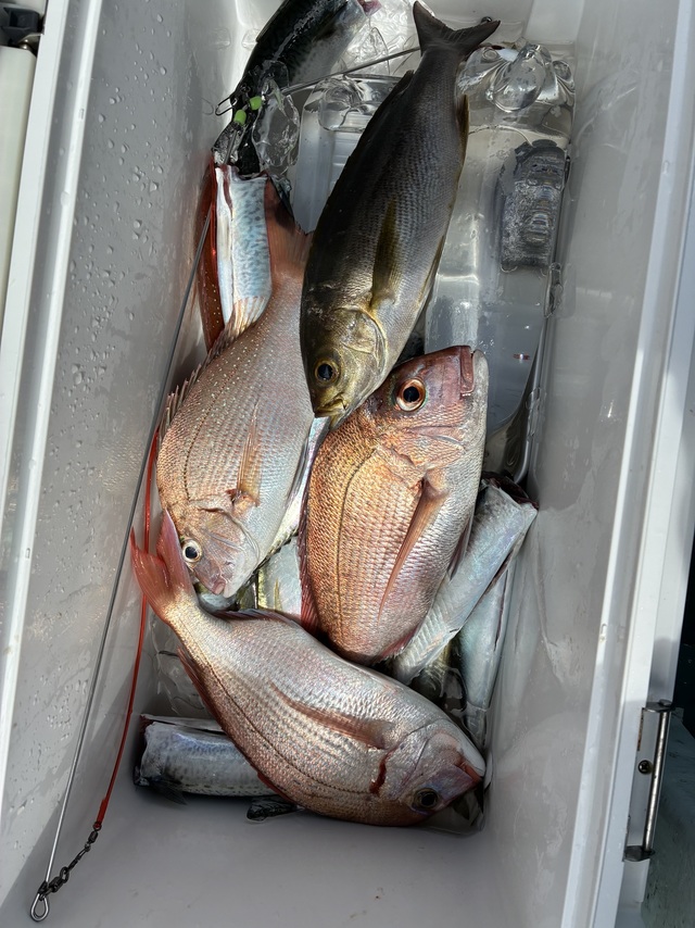 マダイ・チダイ