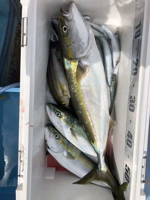 ワラサ(ブリ)・ハマチ(ブリ)