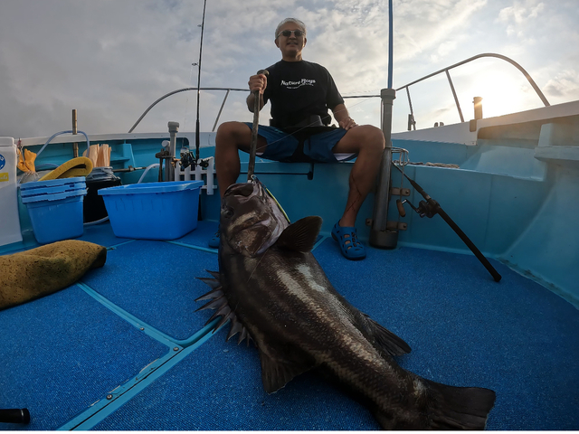 イシナギ(オオクチイシナギ)