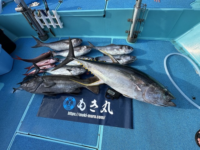 イシナギ(オオクチイシナギ)・キハダ・ハガツオ・メダイ