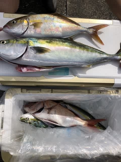 ハマチ(ブリ)・カンパチ