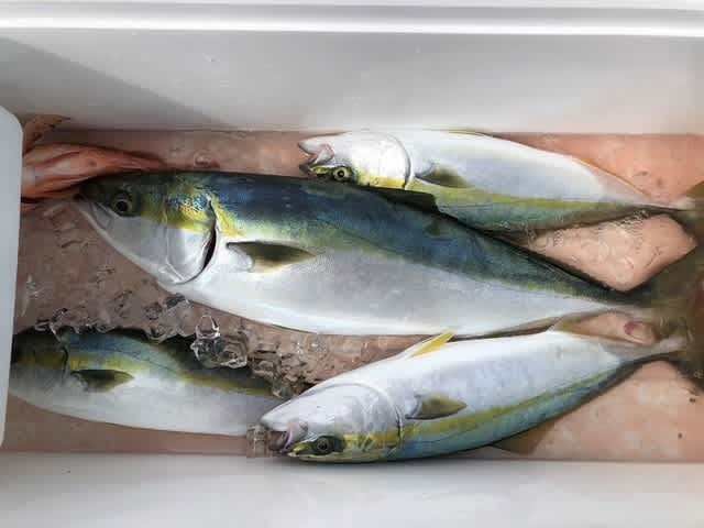 ワラサ(ブリ)・ハマチ(ブリ)