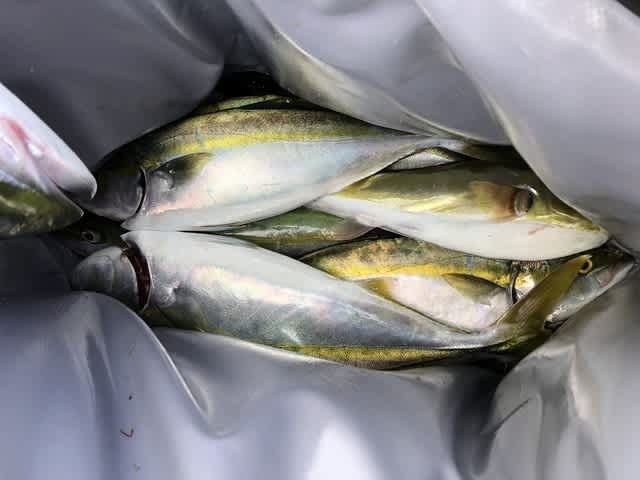 ハマチ(ブリ)・カンパチ