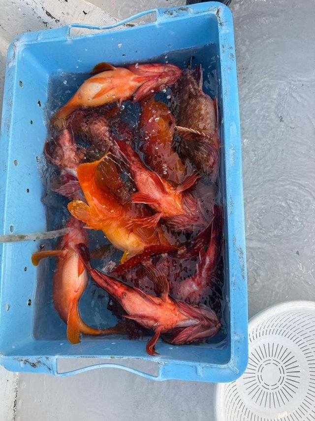 アカハタ・カサゴ