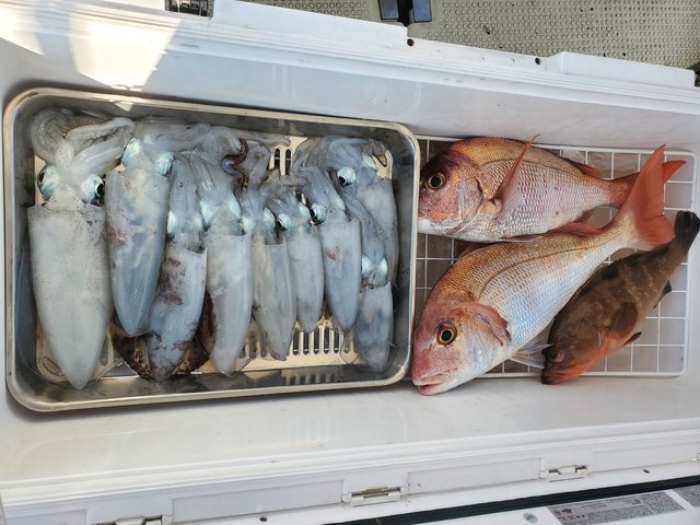 タイ(マダイ)・アコウ(キジハタ)・アオリイカ