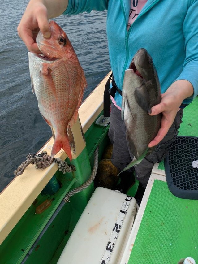 マダイ・イナダ(ブリ)