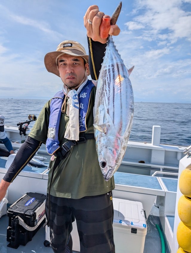 ホンガツオ(カツオ)