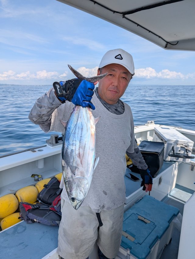 ホンガツオ(カツオ)