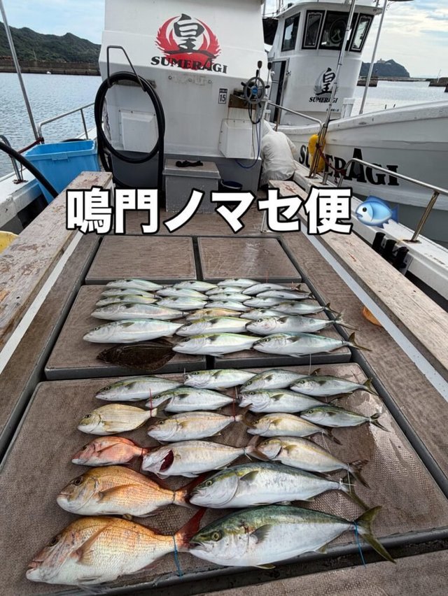 マダイ・ハマチ(ブリ)・メジロ(ブリ)・シオ(カンパチ)・ヒラメ