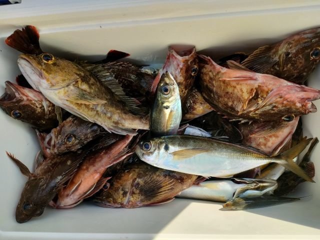 マアジ・カサゴ