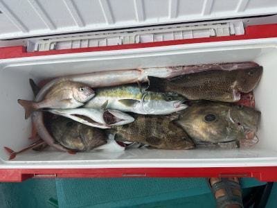 マダイ・メジロ(ブリ)・ヤガラ(アカヤガラ)